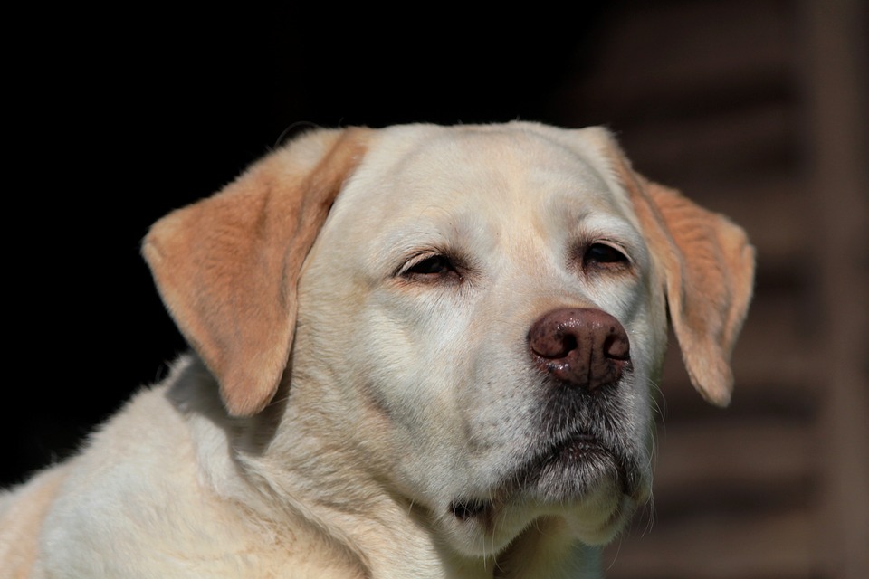 Labrador, Retriever, Dog, Pet, Yellow, Portrait