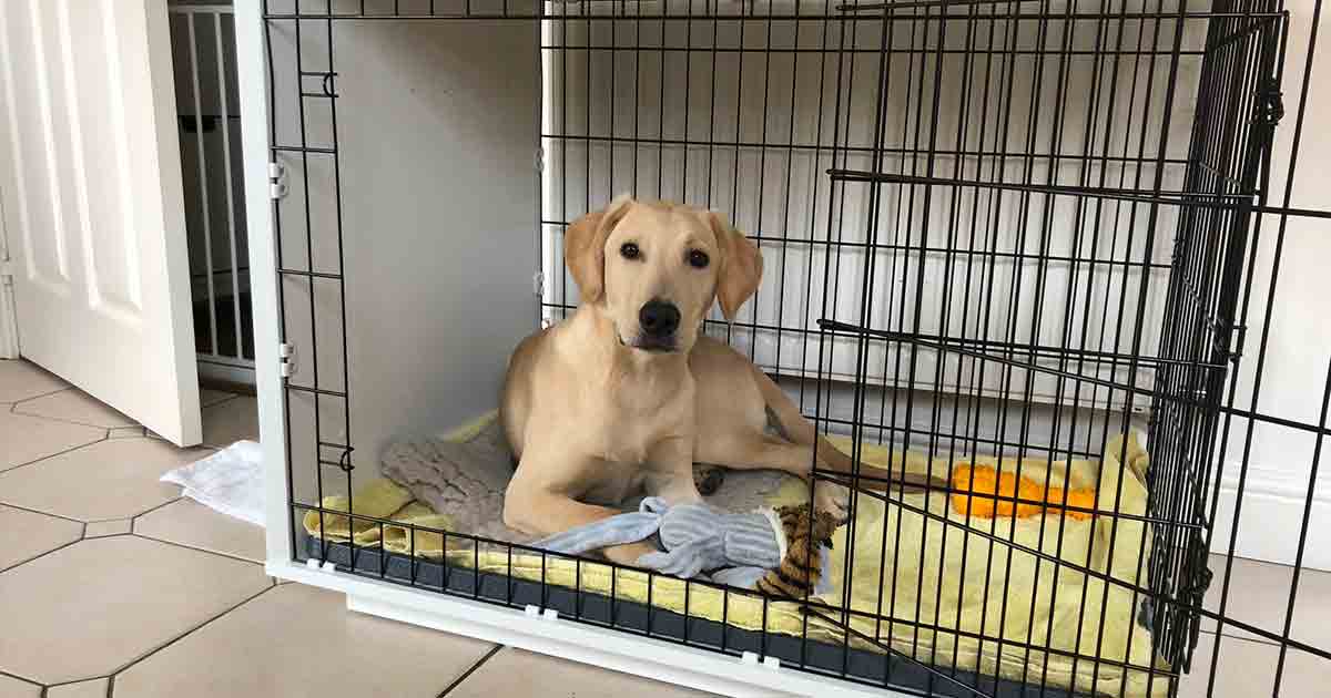 Crate training What you need to know
