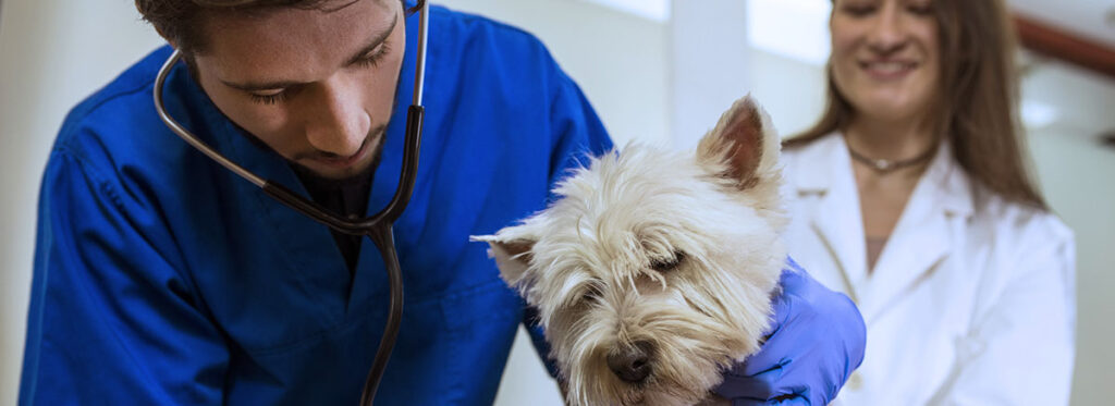 All One Should Know About Veterinary Relief Services